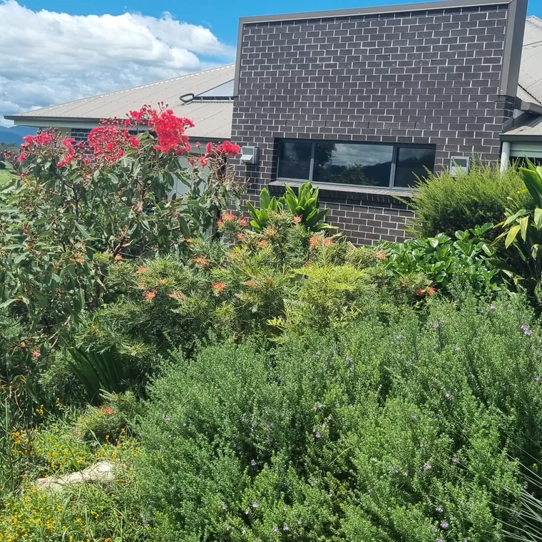 Layered native beds of grevillea, westringia and paper daisies beside a brick home with the range behind