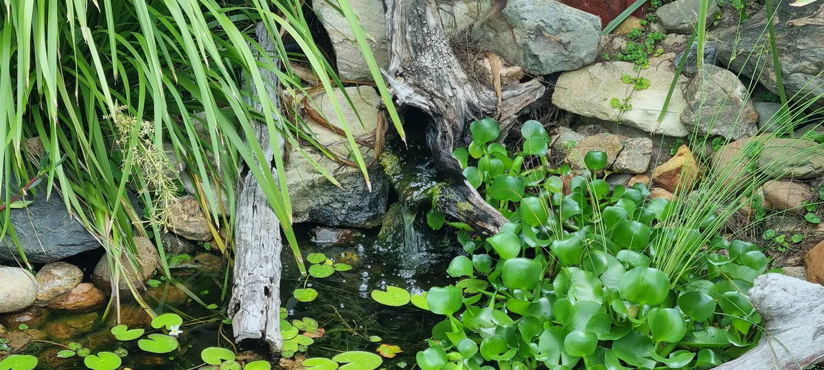Natural rock pond with water hyacinth and lily pads, fed by a spill over weathered driftwood