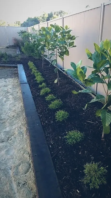 Rows of mondo grass planted in black mulch behind a bluestone edge