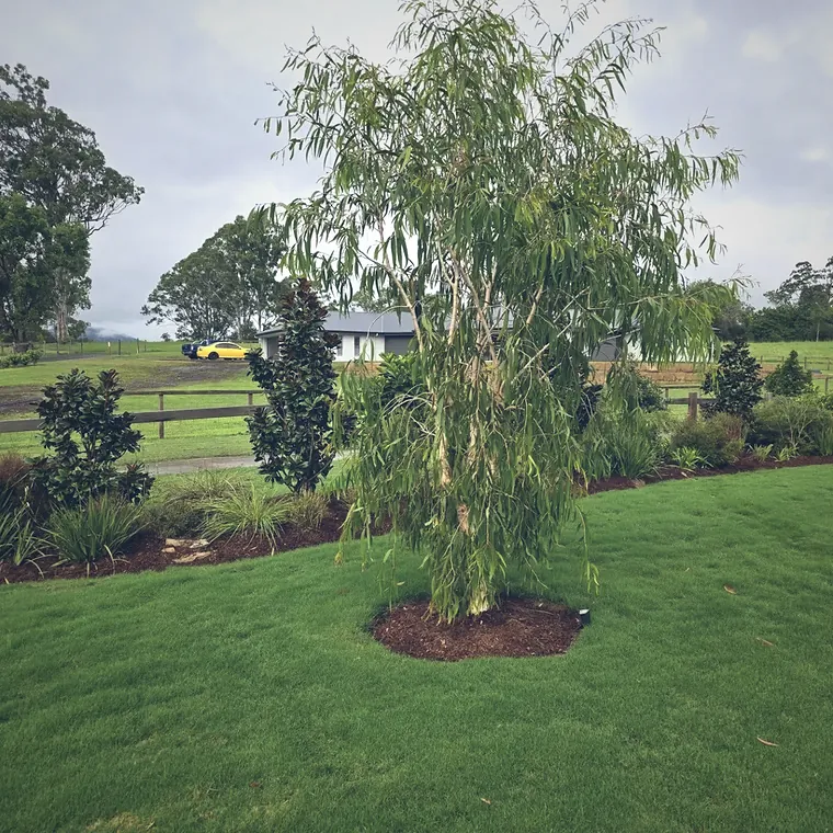 Broad new lawn with a feature tree in a mulched circle