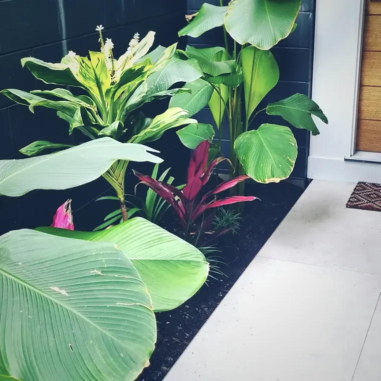 Tropical feature planting of cordyline and heliconia beside an entry path