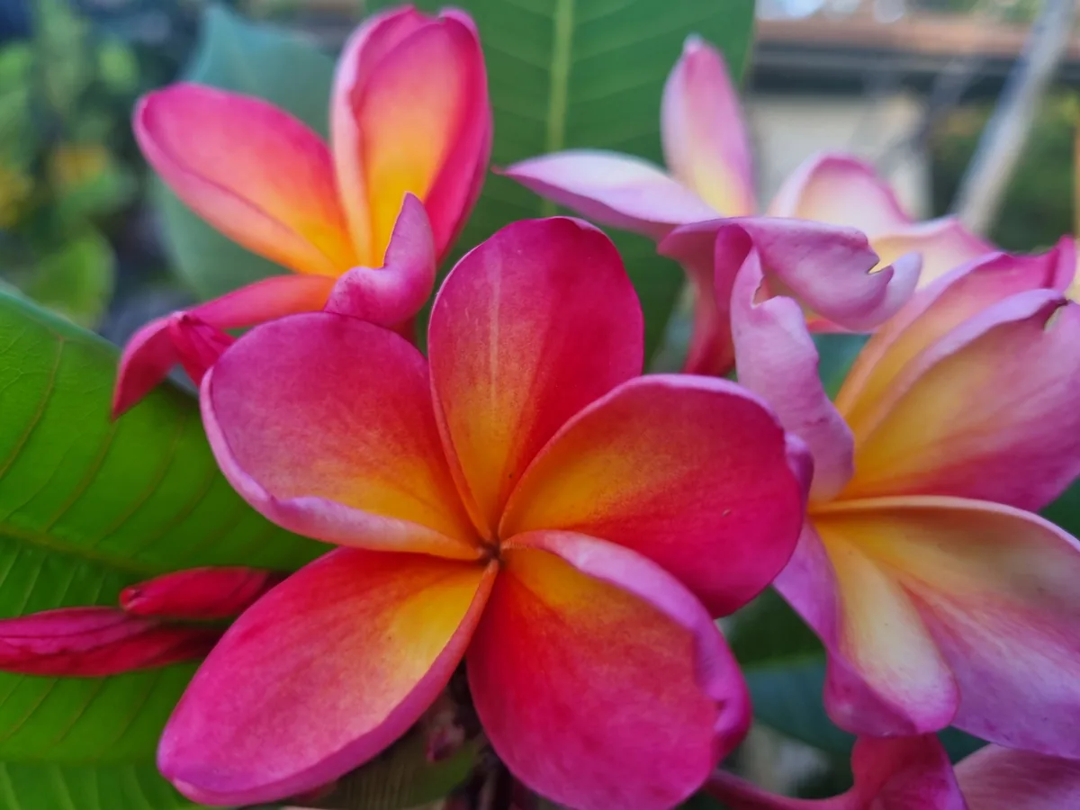 Pink and gold frangipani blooms opening against broad green leaves
